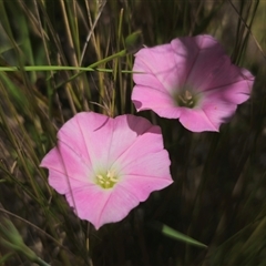 Convolvulus angustissimus subsp. angustissimus at Anembo, NSW - 14 Dec 2024 01:07 PM