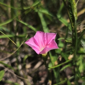 Convolvulus angustissimus subsp. angustissimus at Anembo, NSW - 14 Dec 2024 01:07 PM