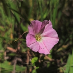 Convolvulus angustissimus subsp. angustissimus at Anembo, NSW - 14 Dec 2024 01:07 PM