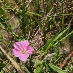 Convolvulus angustissimus subsp. angustissimus at Anembo, NSW - 14 Dec 2024 01:07 PM