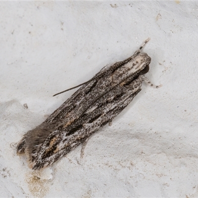 Ardozyga undescribed species nr amblopis (A Gelechioid moth) at Melba, ACT - 14 Dec 2024 by kasiaaus