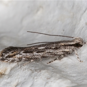 Ardozyga undescribed species nr amblopis at Melba, ACT - 14 Dec 2024