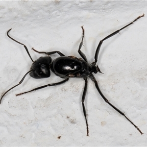 Camponotus sp. (genus) at Melba, ACT - 14 Dec 2024