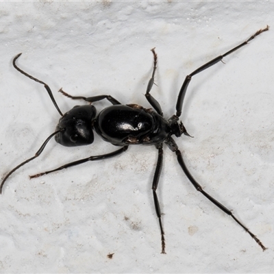 Camponotus sp. (genus) (A sugar ant) at Melba, ACT - 14 Dec 2024 by kasiaaus