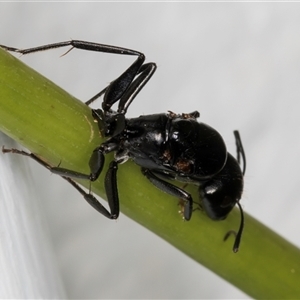 Camponotus sp. (genus) at Melba, ACT - 14 Dec 2024