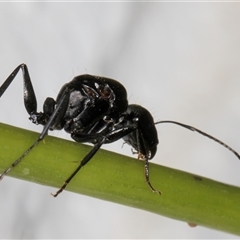 Camponotus sp. (genus) at Melba, ACT - 14 Dec 2024