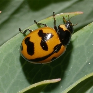 Coccinella transversalis at Freshwater Creek, VIC - 2 Dec 2024