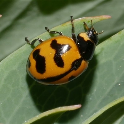 Coccinella transversalis (Transverse Ladybird) at Freshwater Creek, VIC - 2 Dec 2024 by WendyEM