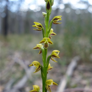 Prasophyllum flavum (Yellow Leek Orchid) at Penrose, NSW by RobG1