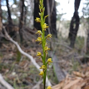 Prasophyllum flavum at Penrose, NSW - suppressed