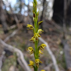 Prasophyllum flavum at Penrose, NSW - suppressed