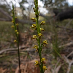 Prasophyllum flavum at Penrose, NSW - suppressed