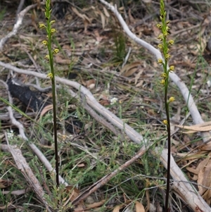 Prasophyllum flavum at Penrose, NSW - suppressed