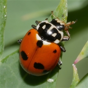 Hippodamia variegata at Freshwater Creek, VIC - 2 Dec 2024