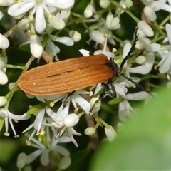 Porrostoma rhipidium (Long-nosed Lycid (Net-winged) beetle) at Freshwater Creek, VIC - 2 Dec 2024 by WendyEM