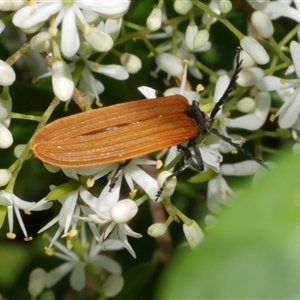 Porrostoma rhipidium at Freshwater Creek, VIC by WendyEM