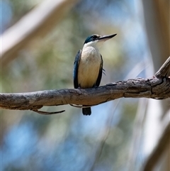 Todiramphus sanctus (Sacred Kingfisher) at Latham, ACT - 16 Dec 2024 by Untidy