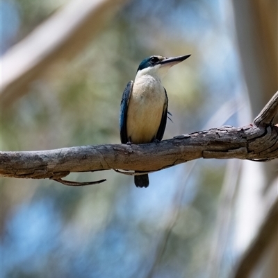 Todiramphus sanctus (Sacred Kingfisher) at Latham, ACT - 16 Dec 2024 by Untidy