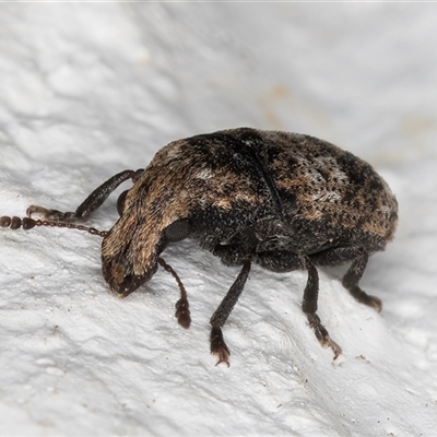 Taburnus breviceps (Fungus weevil) at Melba, ACT - 14 Dec 2024 by kasiaaus