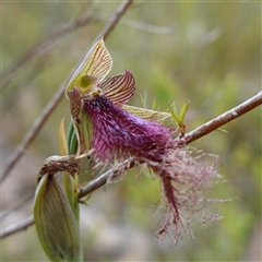 Calochilus platychilus at Penrose, NSW - 28 Oct 2024 by RobG1