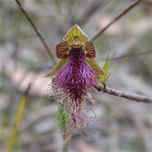 Calochilus platychilus at Penrose, NSW - suppressed