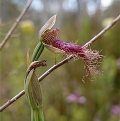 Calochilus platychilus at Penrose, NSW - suppressed