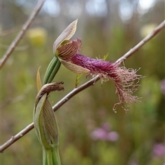 Calochilus platychilus at Penrose, NSW - 28 Oct 2024