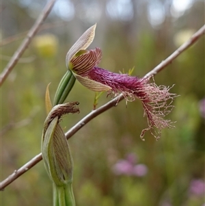 Calochilus platychilus at Penrose, NSW - 28 Oct 2024