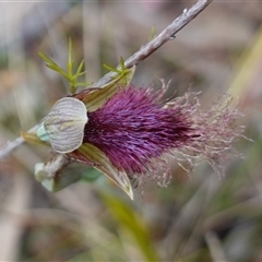 Calochilus platychilus at Penrose, NSW - 28 Oct 2024