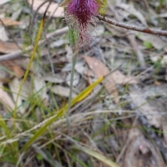 Calochilus platychilus at Penrose, NSW - suppressed