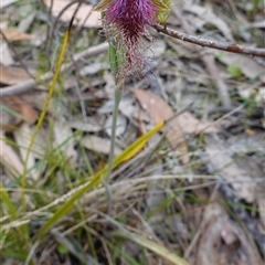 Calochilus platychilus at Penrose, NSW - 28 Oct 2024