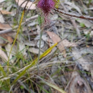 Calochilus platychilus at Penrose, NSW - suppressed