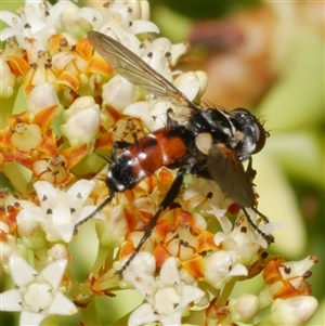 Cylindromyia sp. (genus) (Bristle fly) at Freshwater Creek, VIC by WendyEM