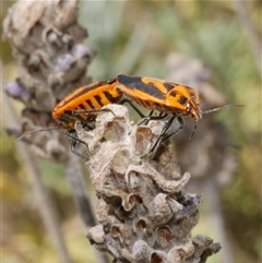 Agonoscelis rutila (Horehound bug) at Freshwater Creek, VIC - 2 Dec 2024 by WendyEM