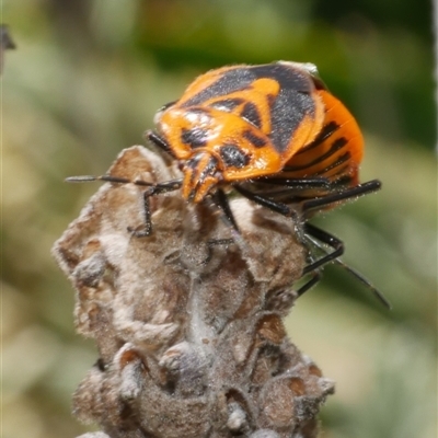 Agonoscelis rutila (Horehound bug) at Freshwater Creek, VIC - 2 Dec 2024 by WendyEM