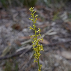 Stackhousia viminea at Penrose, NSW - suppressed