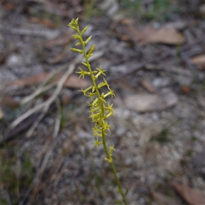 Stackhousia viminea at Penrose, NSW - suppressed