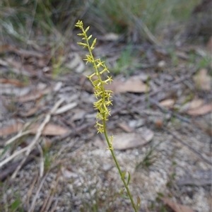 Stackhousia viminea at Penrose, NSW - suppressed