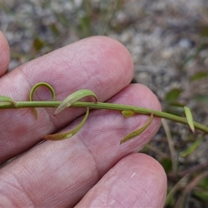 Stackhousia viminea at Penrose, NSW - suppressed