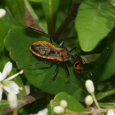 Gminatus australis (Orange assassin bug) at Freshwater Creek, VIC - 2 Dec 2024 by WendyEM