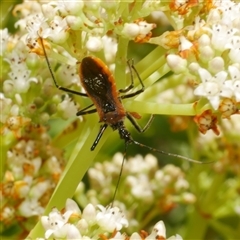 Gminatus australis (Orange assassin bug) at Freshwater Creek, VIC - 2 Dec 2024 by WendyEM