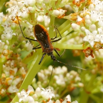 Gminatus australis (Orange assassin bug) at Freshwater Creek, VIC - 2 Dec 2024 by WendyEM