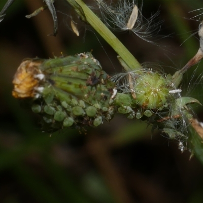 Hyperomyzus (Hyperomyzus) lactucae (Sowthistle Aphid) at Freshwater Creek, VIC - 2 Dec 2024 by WendyEM