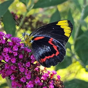 Delias nigrina (Black Jezebel) at Braidwood, NSW by MatthewFrawley