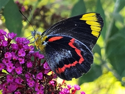 Delias nigrina (Black Jezebel) at Braidwood, NSW - 16 Dec 2024 by MatthewFrawley