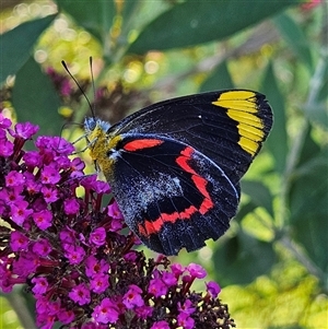 Delias nigrina at Braidwood, NSW - 16 Dec 2024 06:06 PM