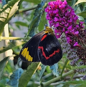 Delias nigrina at Braidwood, NSW - 16 Dec 2024 06:06 PM