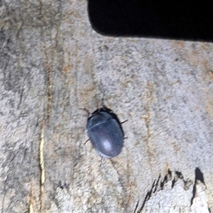 Unidentified Darkling beetle (Tenebrionidae) at Kambah, ACT by HelenCross