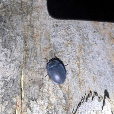 Pterohelaeus piceus (Pie-dish beetle) at Kambah, ACT - 16 Dec 2024 by HelenCross