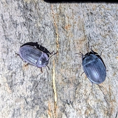 Pterohelaeus piceus at Kambah, ACT - suppressed